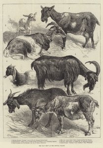 La Exposición de Cabras en el Crystal Palace